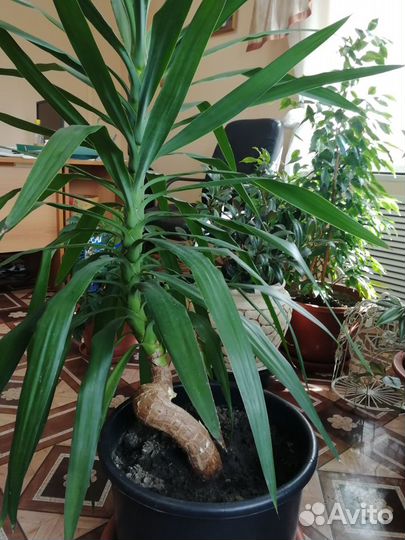 Домашний цветок