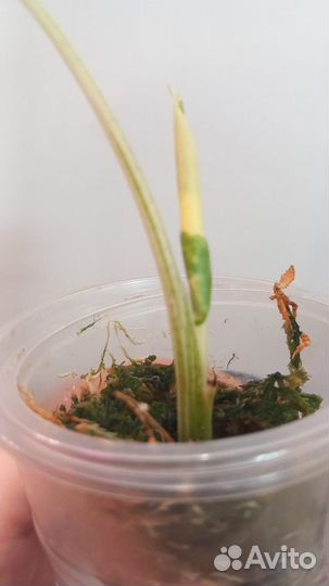 Алоказия Макрориза варегатная