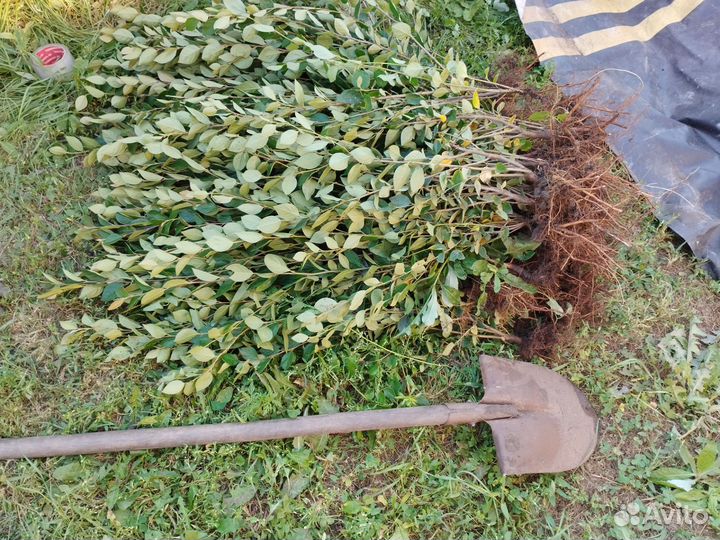 Живая изгородь