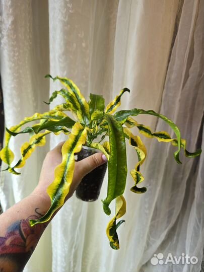 Кротон тайский