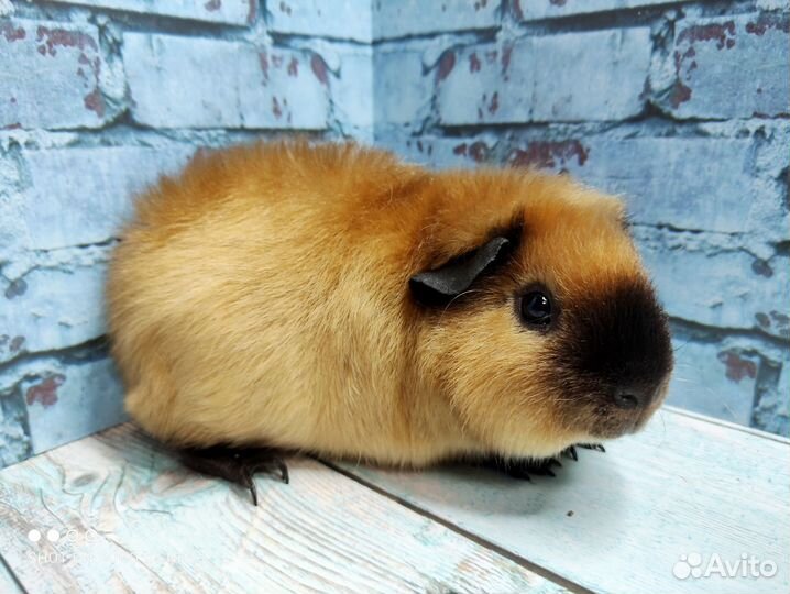 Морская свинка Америк.Тедди(самец)