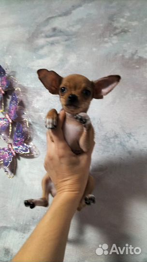 Чихуахуа мини