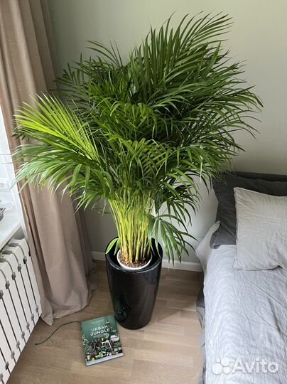 Комнатная пальма Арека