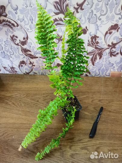 Комнатные растения