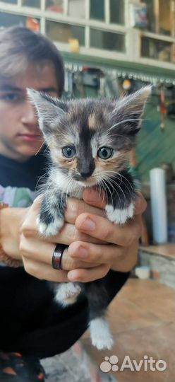 Кошки в добрые руки