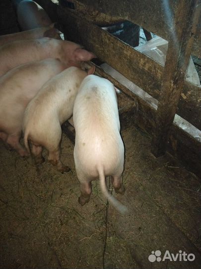 Поросята ландрас