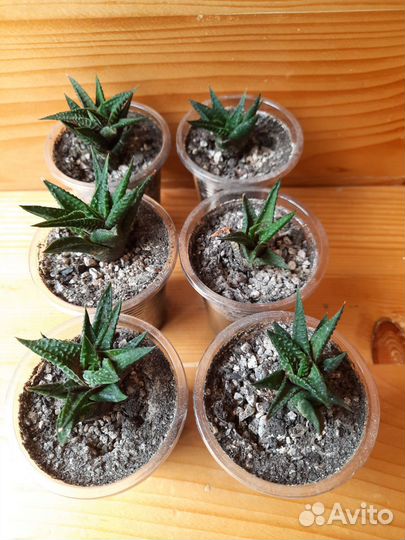 Хавортии разные