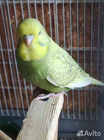 Выставочный волнистый попугай, самка