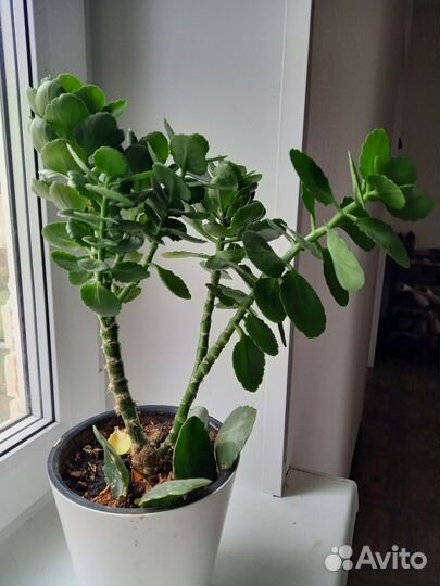 Каланхоэ белое бесплатно