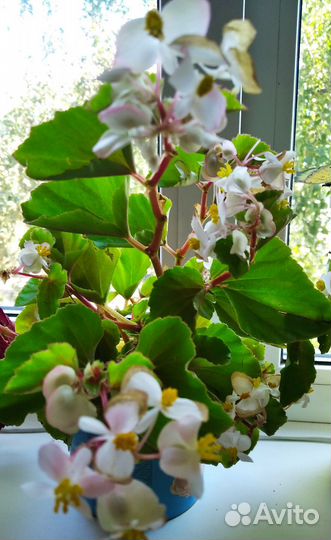 Фикус эластика тинеке