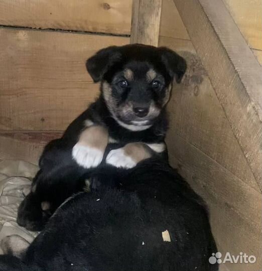 Отдам в добрые руки