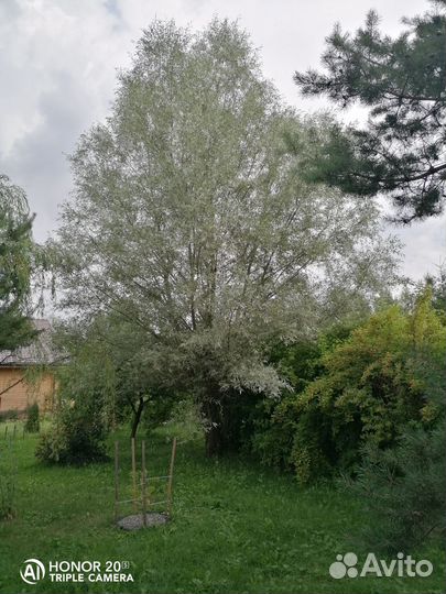 Лох серебристый