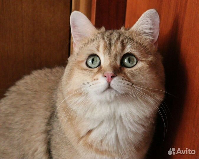 Кот на вязку