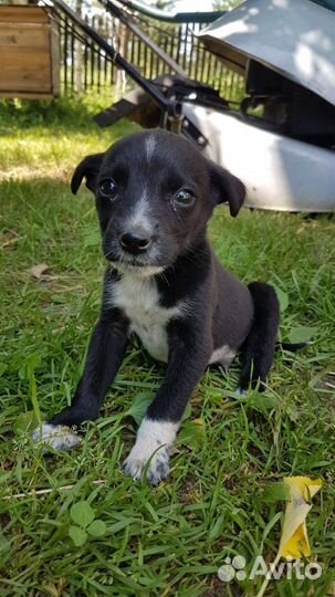 Щенки с доставкой