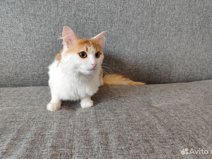 Кошки