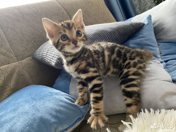 Бенгальские котята