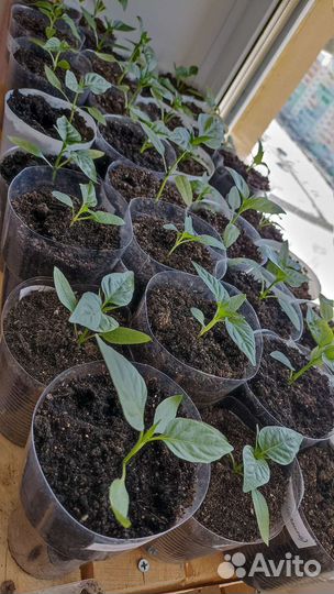 Рассада сладкого перца