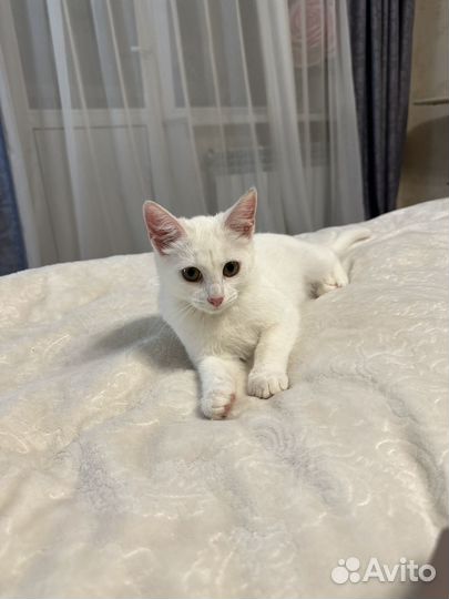 Котенок ищет дом