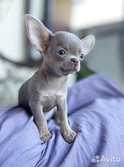 Чихуахуа лиловый мальчик