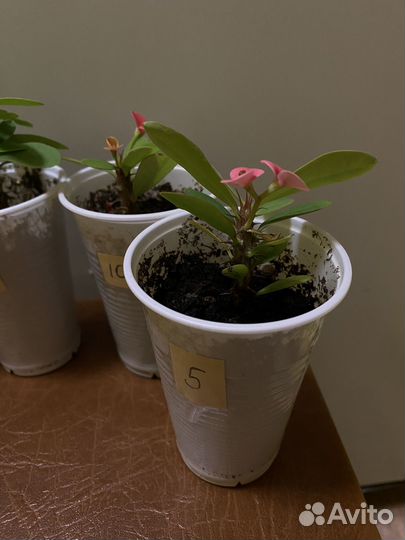 Молочай миля