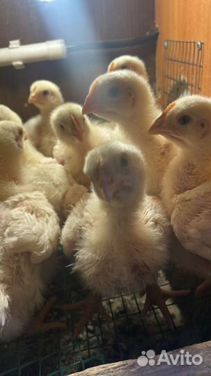 Суточный бройлер