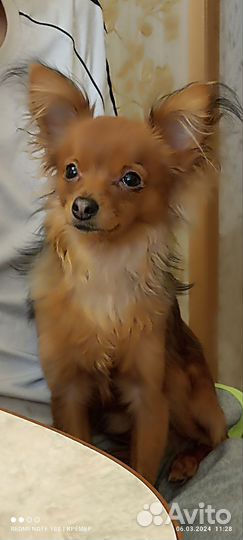 Русский той-терьер мини