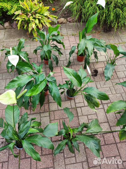 Спатифиллум (женское счастье)