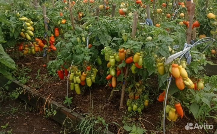 Семена. Перца