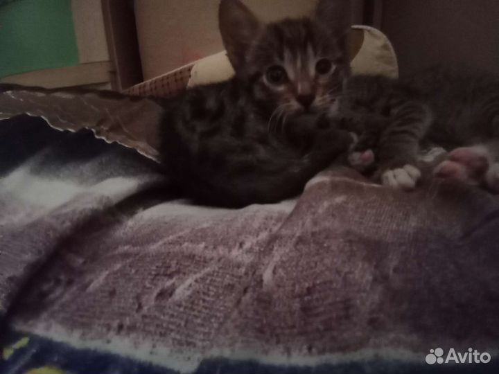 Домик для кошки