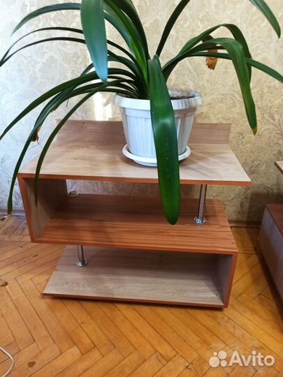 Комнатные растения большие шефлера, кливия