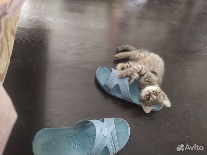 Кошка в дар бесплатно