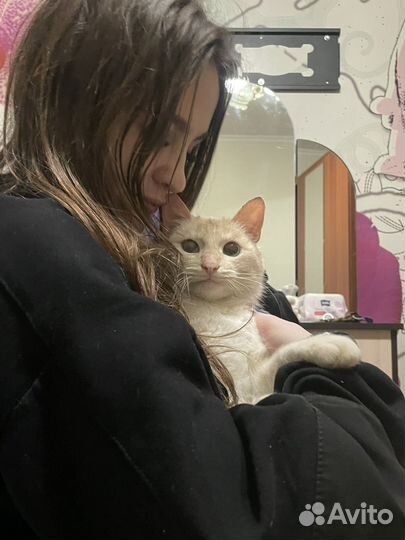 Кошка