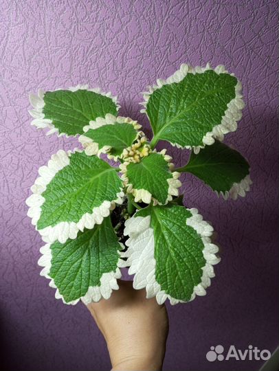 Плектрантус Variagata