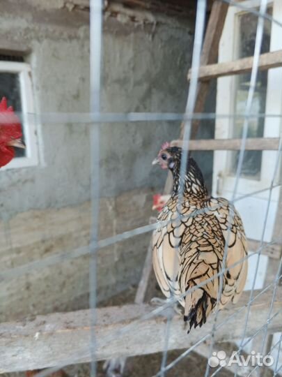 Петух и курочка сибрайт