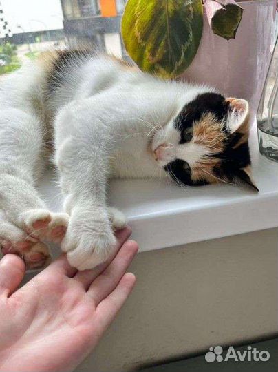 Ласковая девочка,10 месяцев, в дар