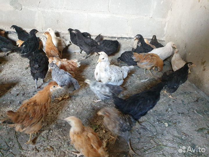 Утята Цыплята