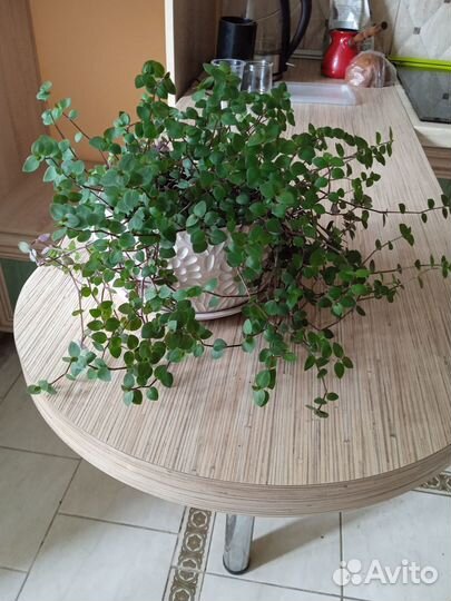 Традесканция мелколистная