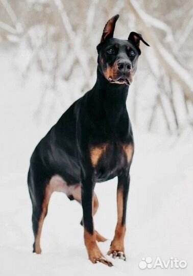 Доберман Дрогу