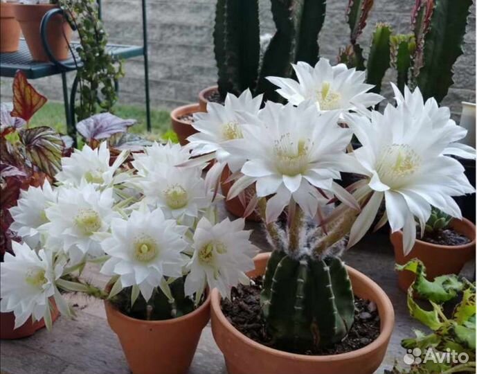 Кактус Эхинопсис трубкоцветковый