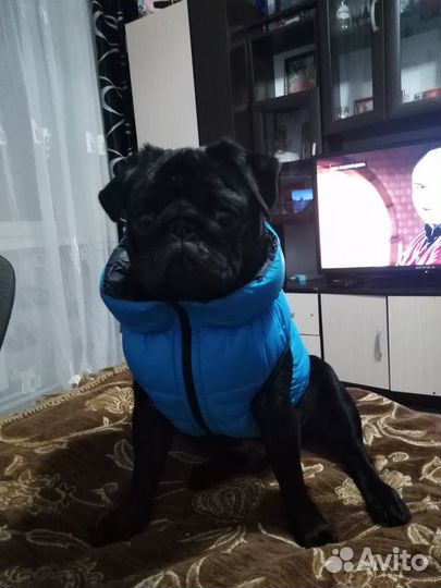 Мопс(вязка)