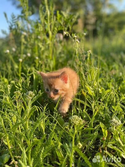 Два рыжих котенка отдадим в хорошие руки