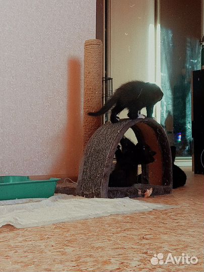 Милейший малыши в добрые руки