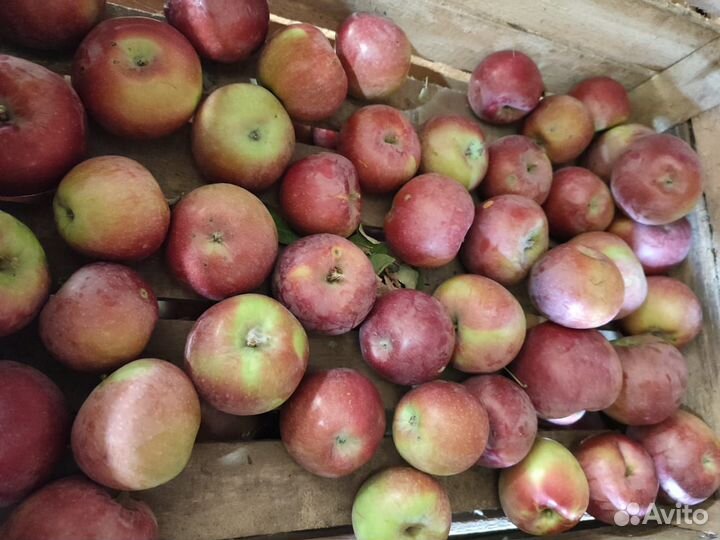 Яблоки