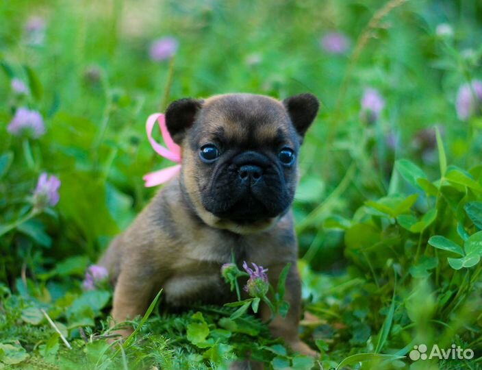 Французский бульдог щенок девочка