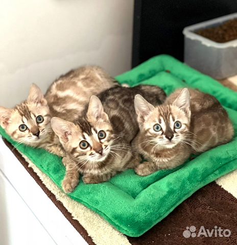 Клубные котята в разведения и любимцы. док-ми