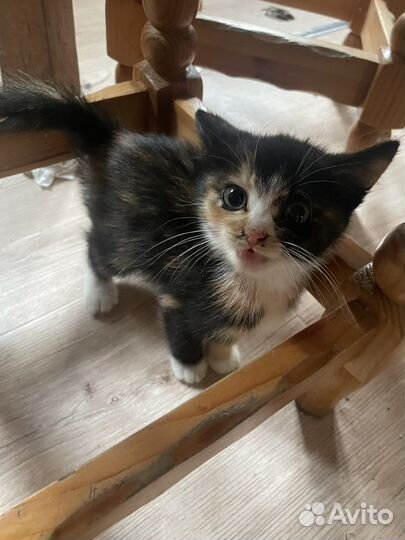 Кошечка в добрые руки