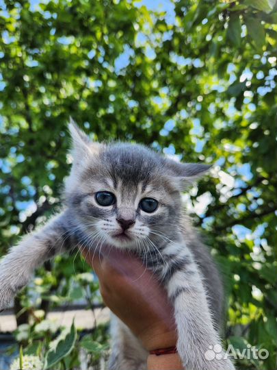 Котята в добрые руки даром