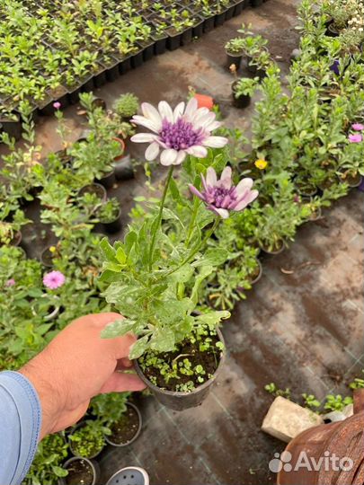 Остеоспермум