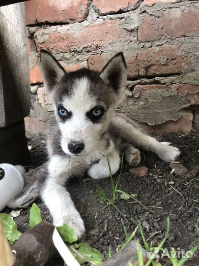 Щенки хаски