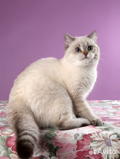 Британский котик с родословной Ny 11 33